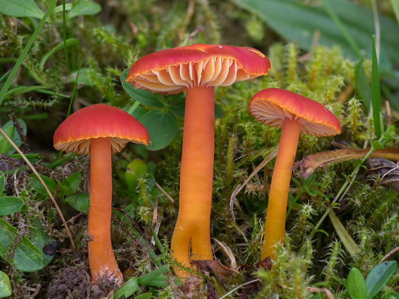 Hygrocybe coccinea